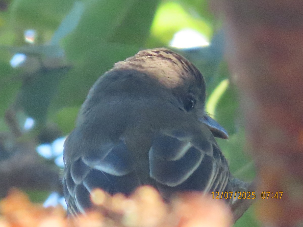 Panama Flycatcher - ML646531843