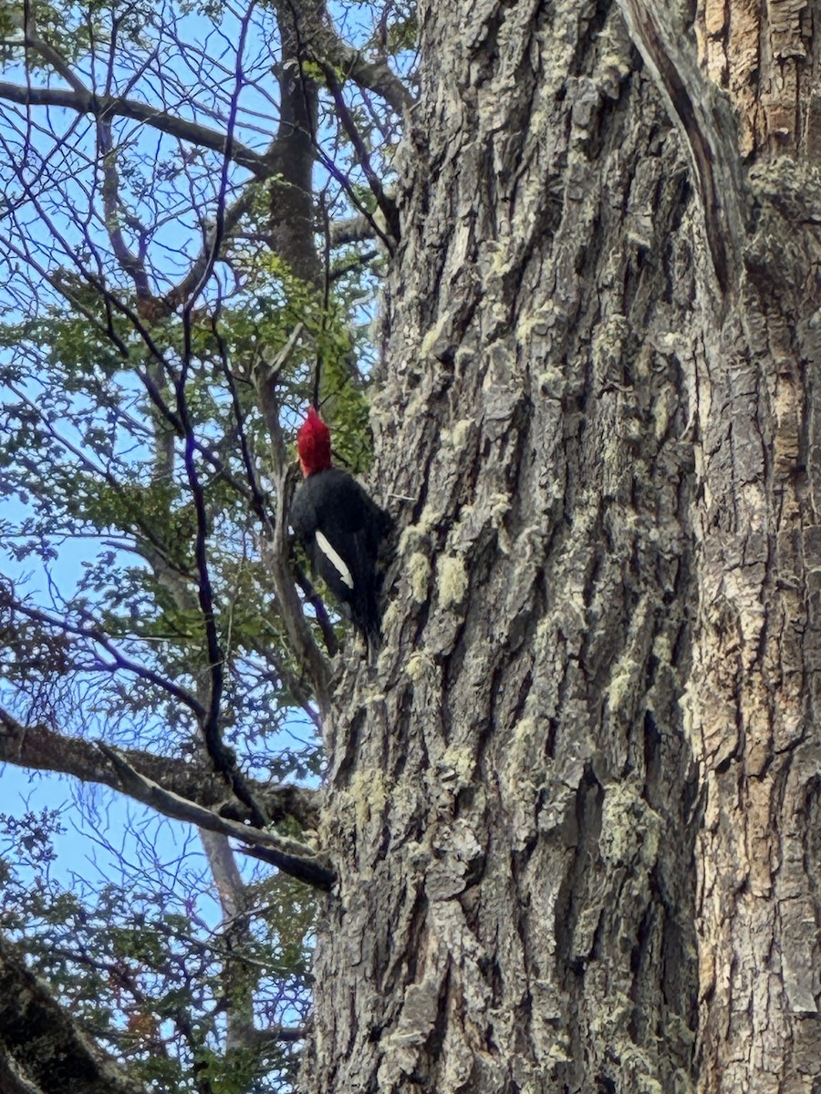 Macellan Ağaçkakanı - ML646531845