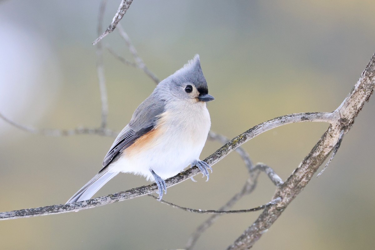 Tufted Titmouse - ML646531846