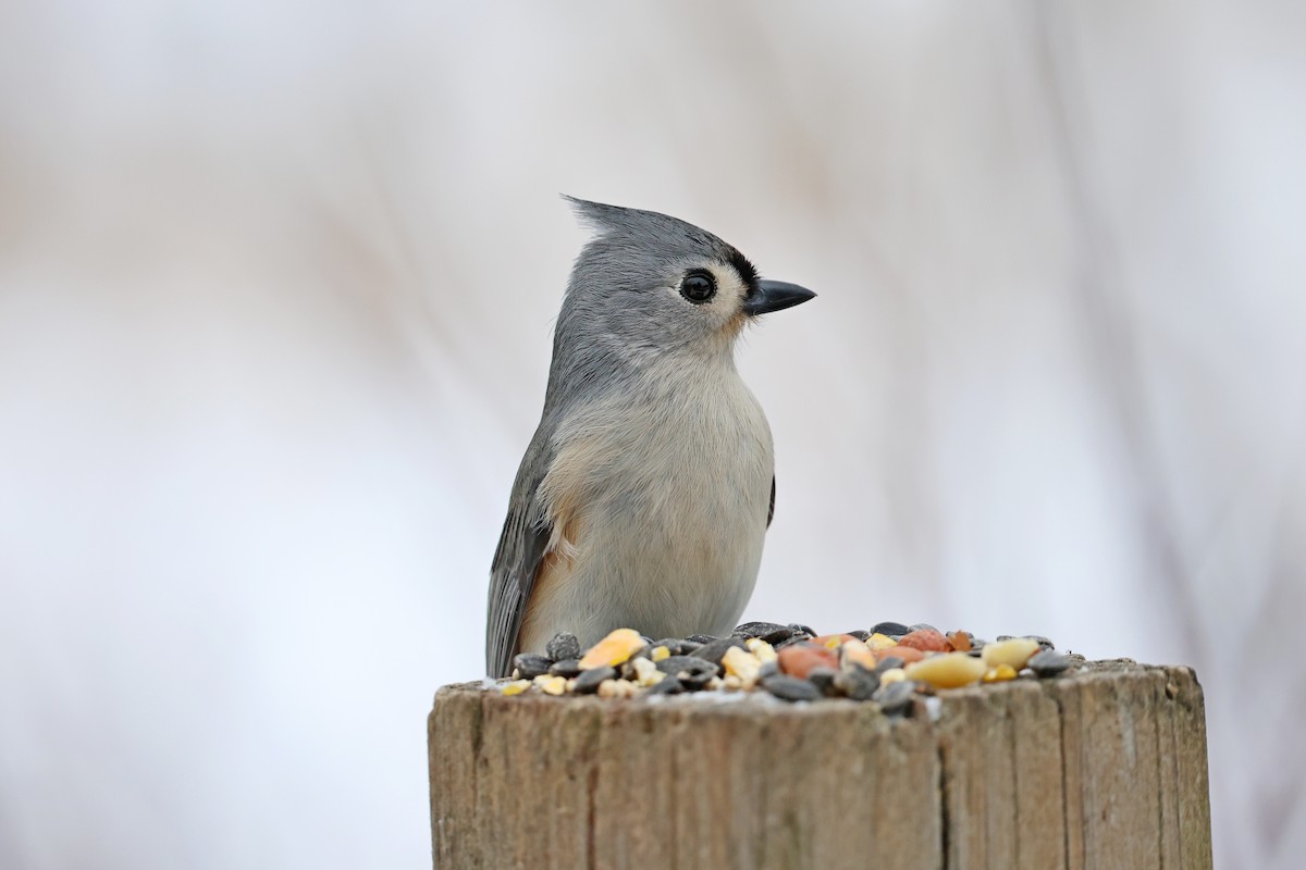 Tufted Titmouse - ML646531847