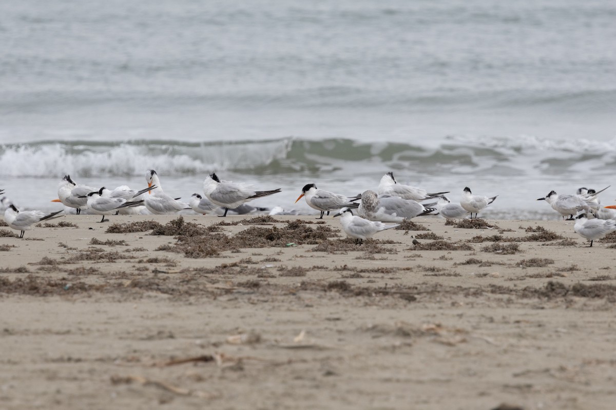 Elegant Tern - ML646531848