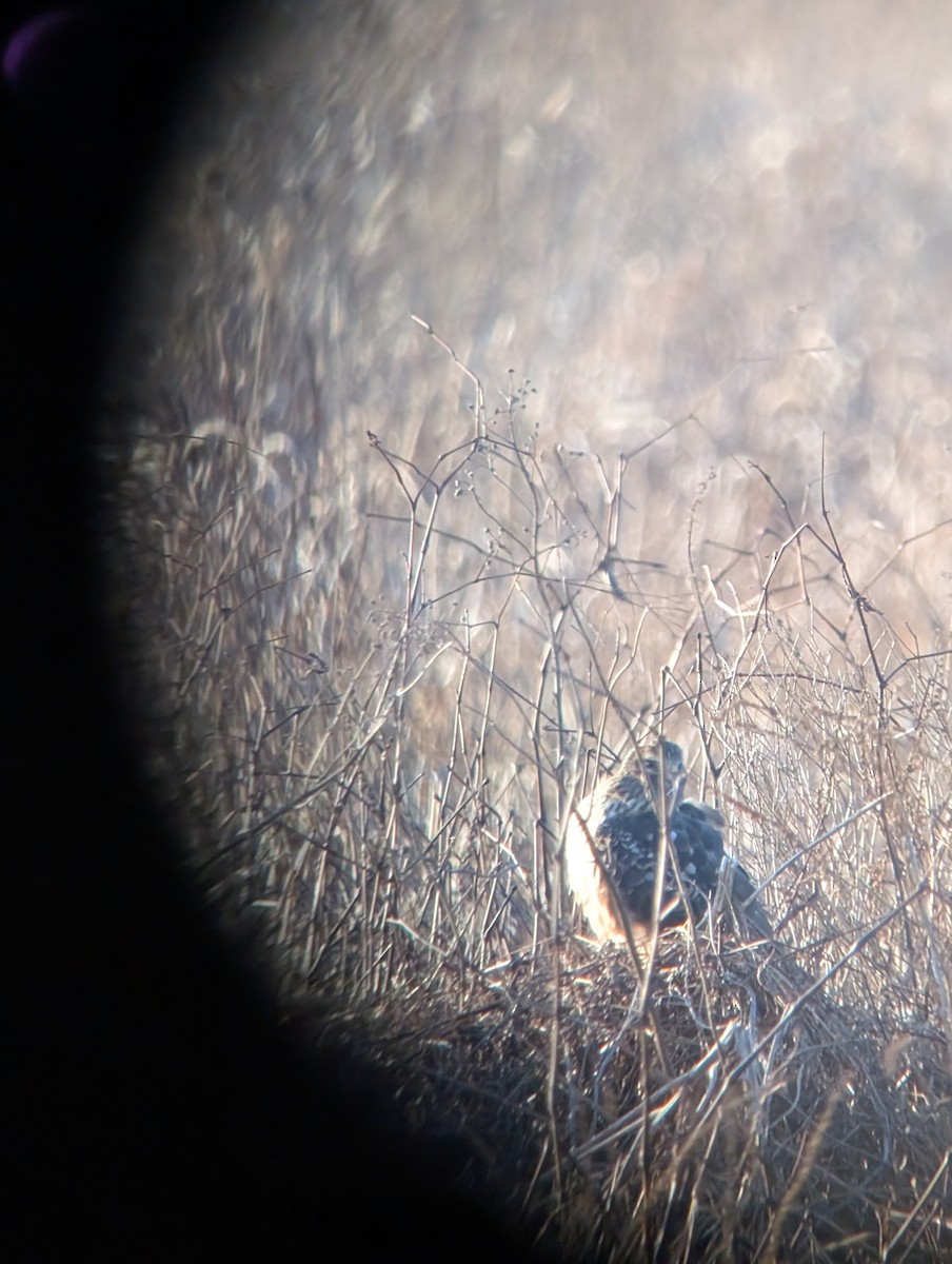 Northern Harrier - ML646531850