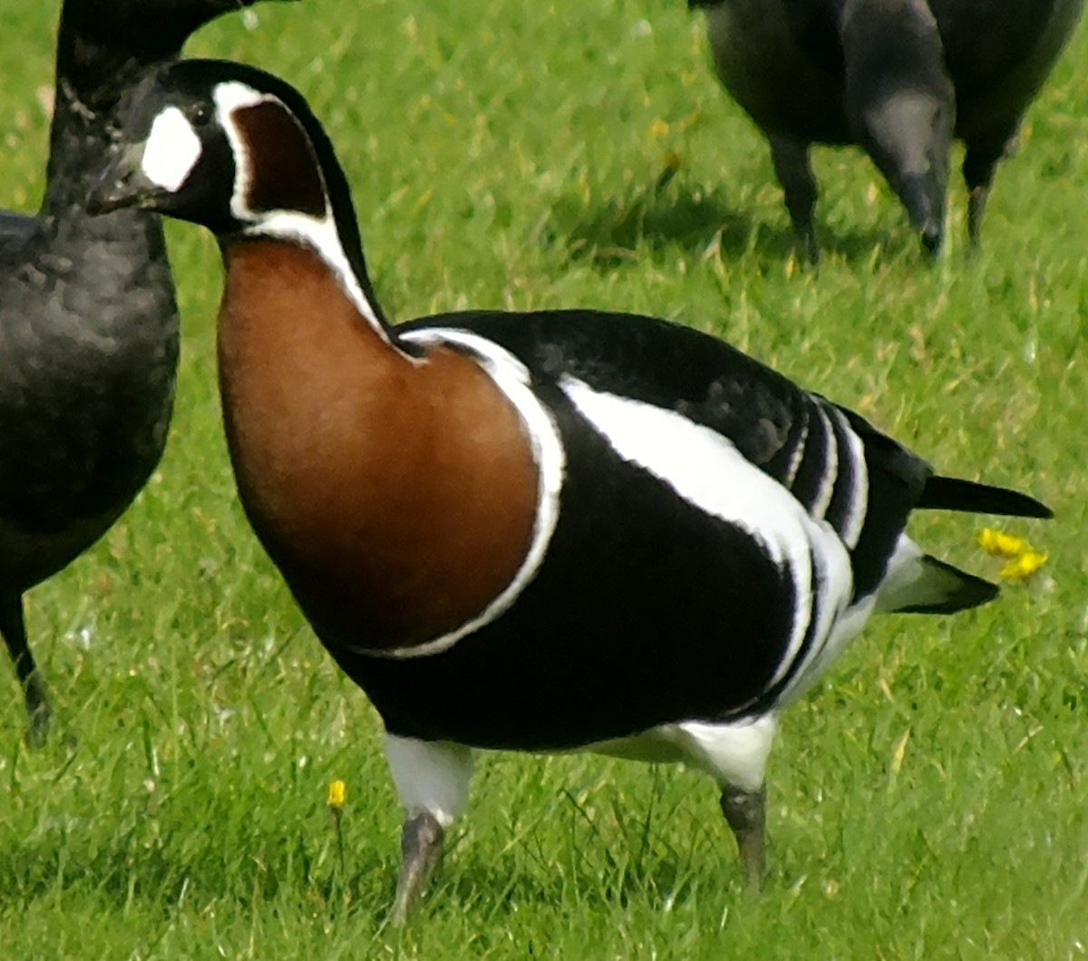 Bernache à cou roux - ML646531852