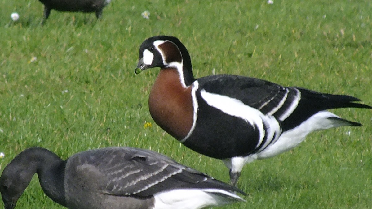 Bernache à cou roux - ML646531853