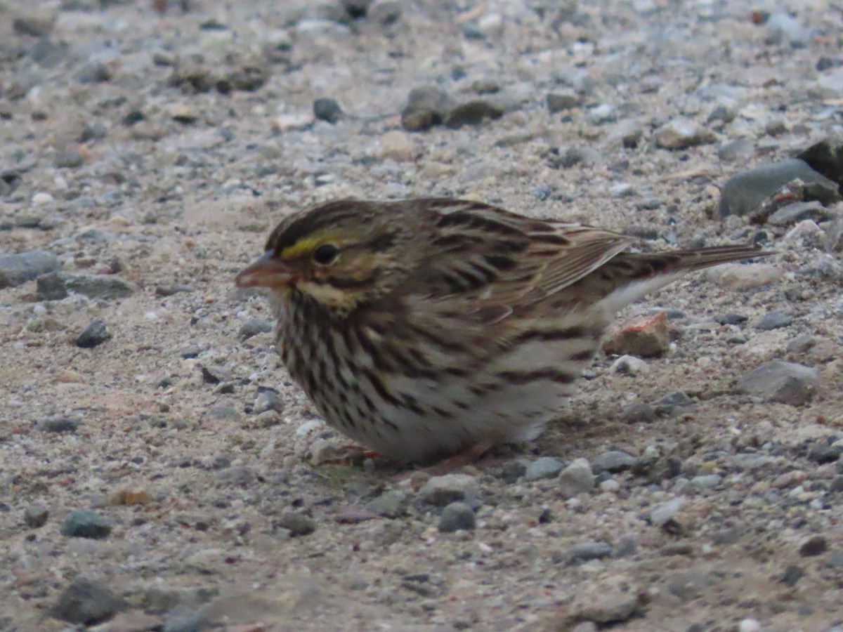 Chingolo Sabanero - ML646531854