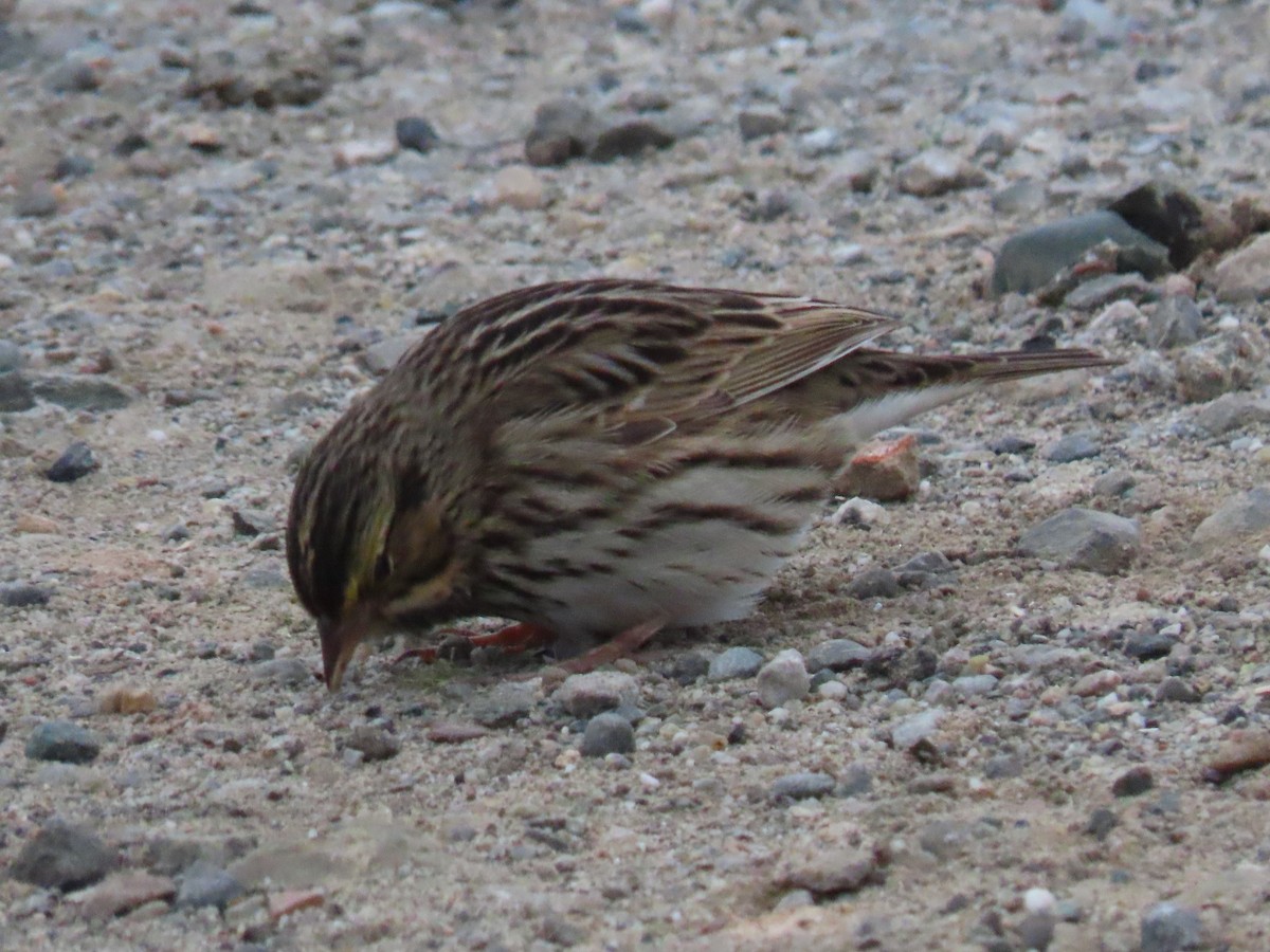 Chingolo Sabanero - ML646531855