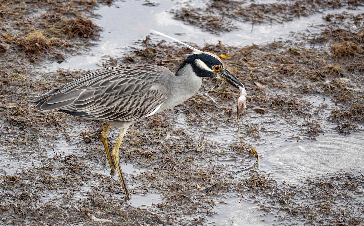 Sarı Tepeli Gece Balıkçılı - ML646531857