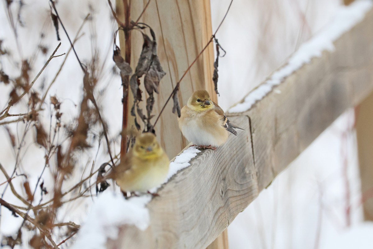 American Goldfinch - ML646531859