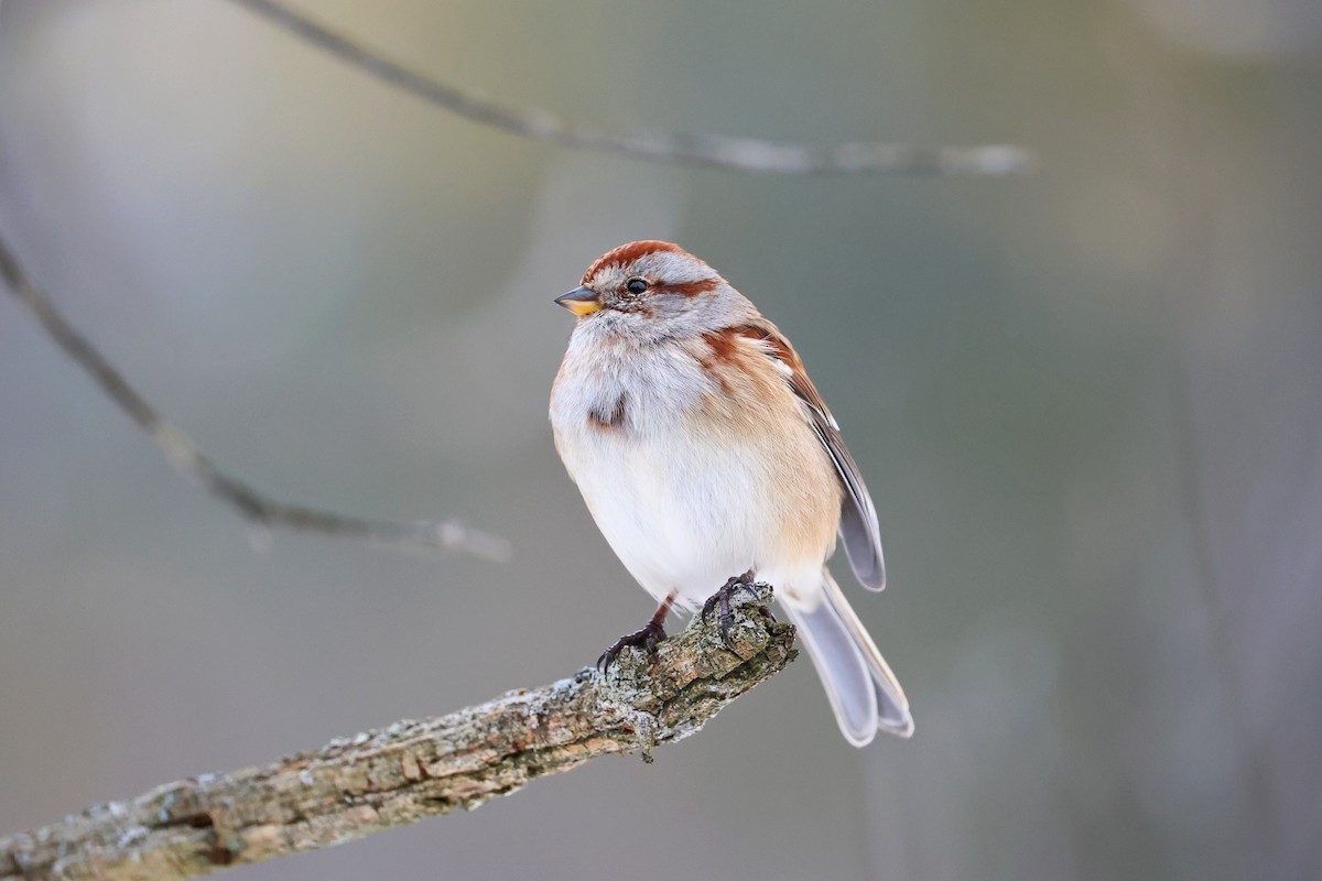 American Tree Sparrow - ML646531860