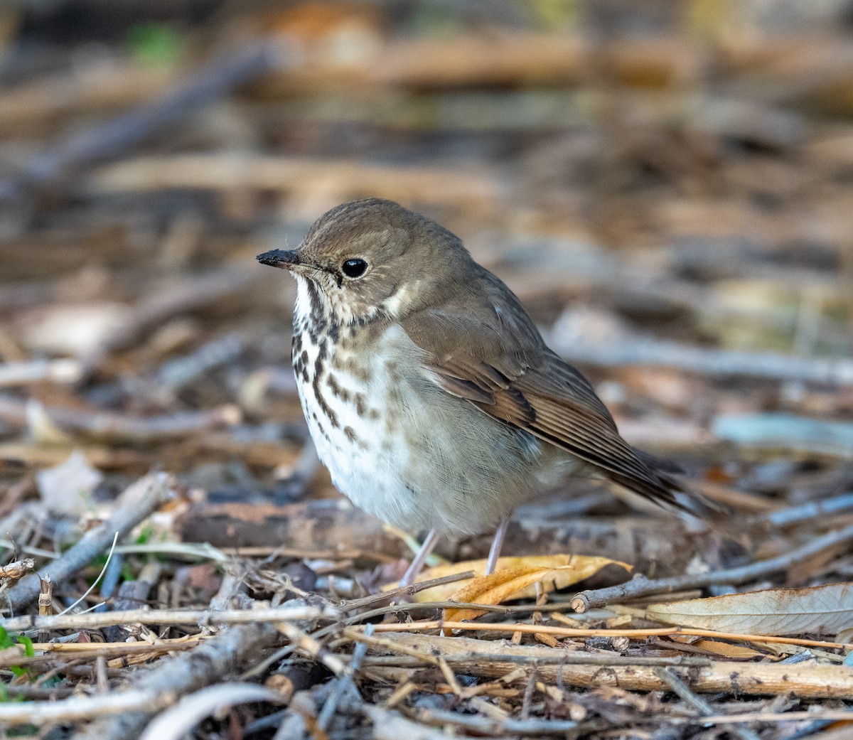 Einsiedler-Musendrossel - ML646531863