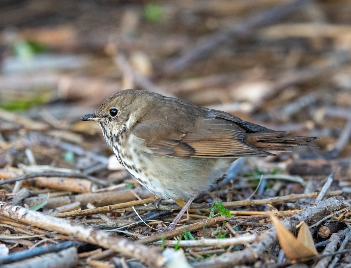 Einsiedler-Musendrossel - ML646531896