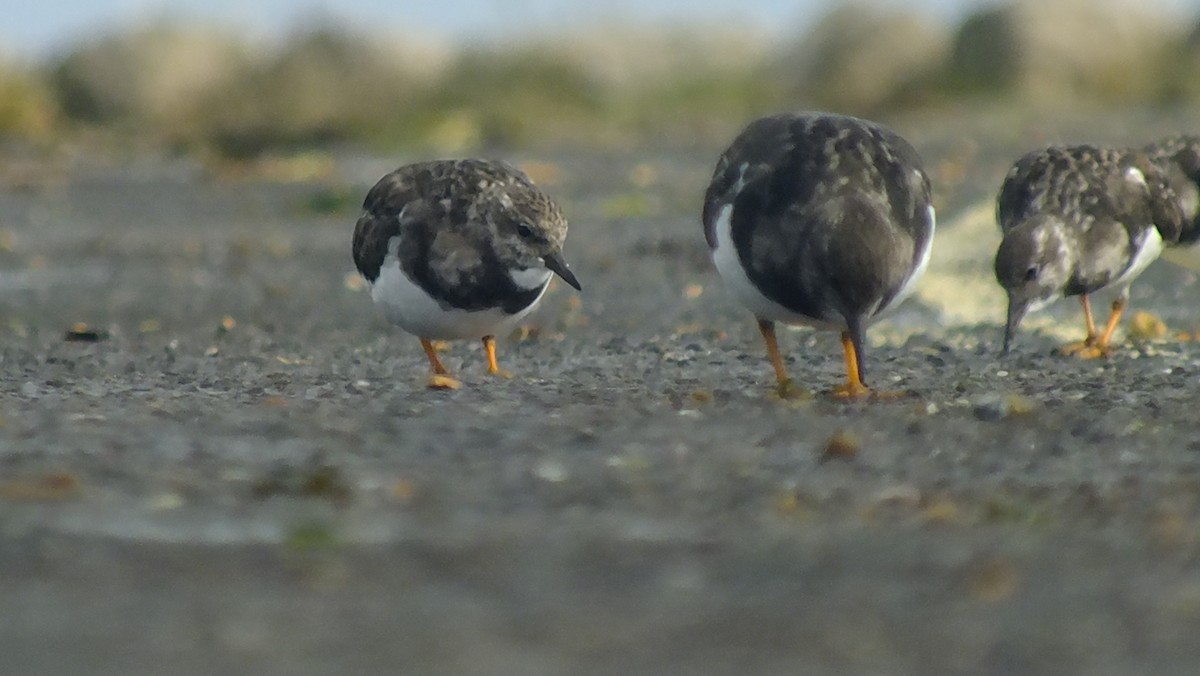 Ruddy Turnstone - ML646531900