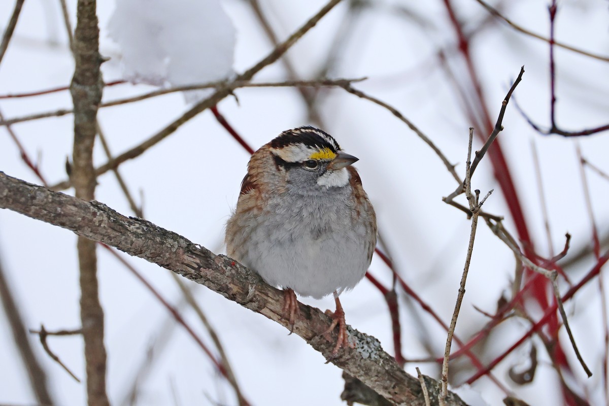 White-throated Sparrow - ML646531903