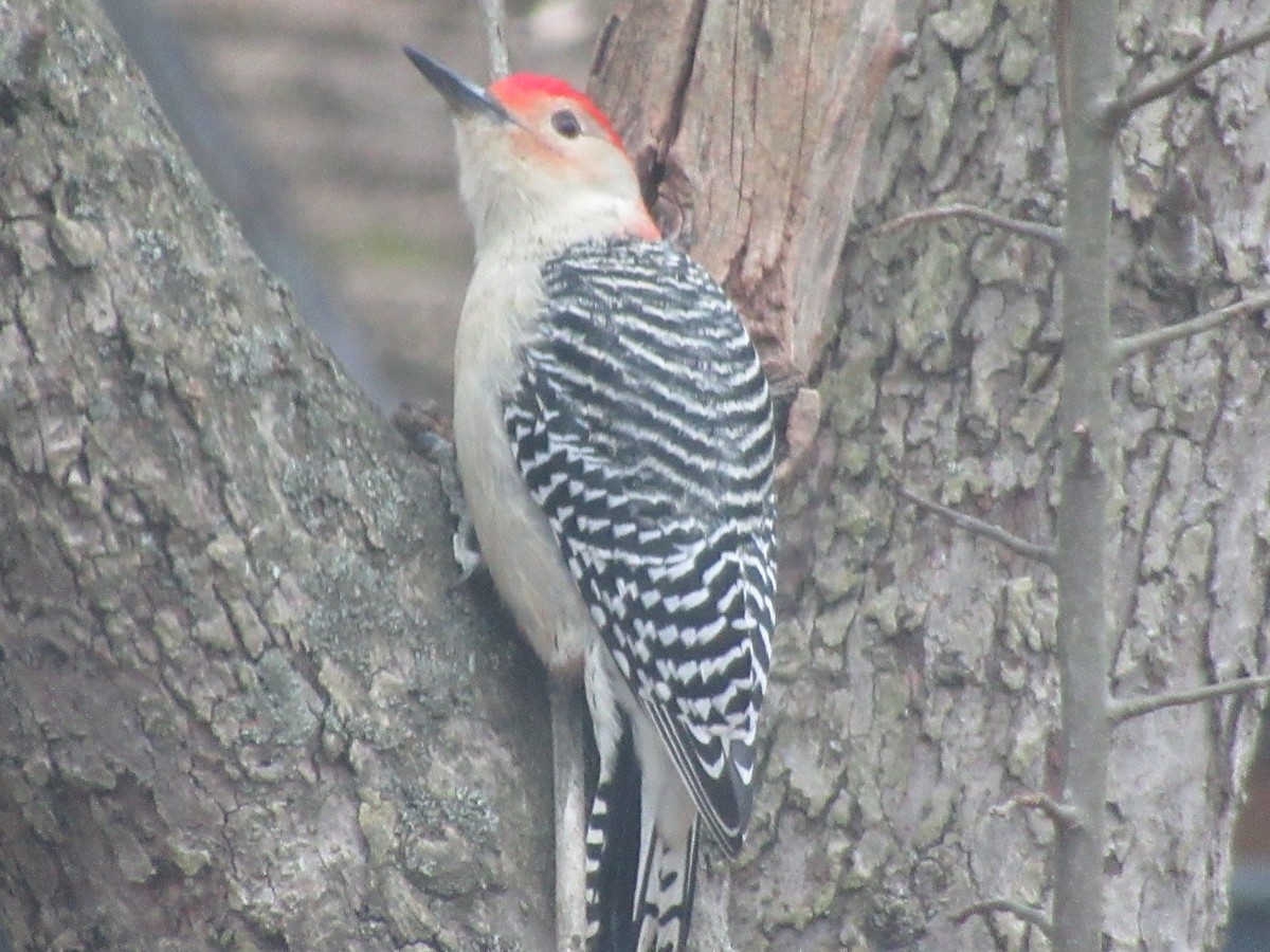 Carolinaspecht - ML646531914