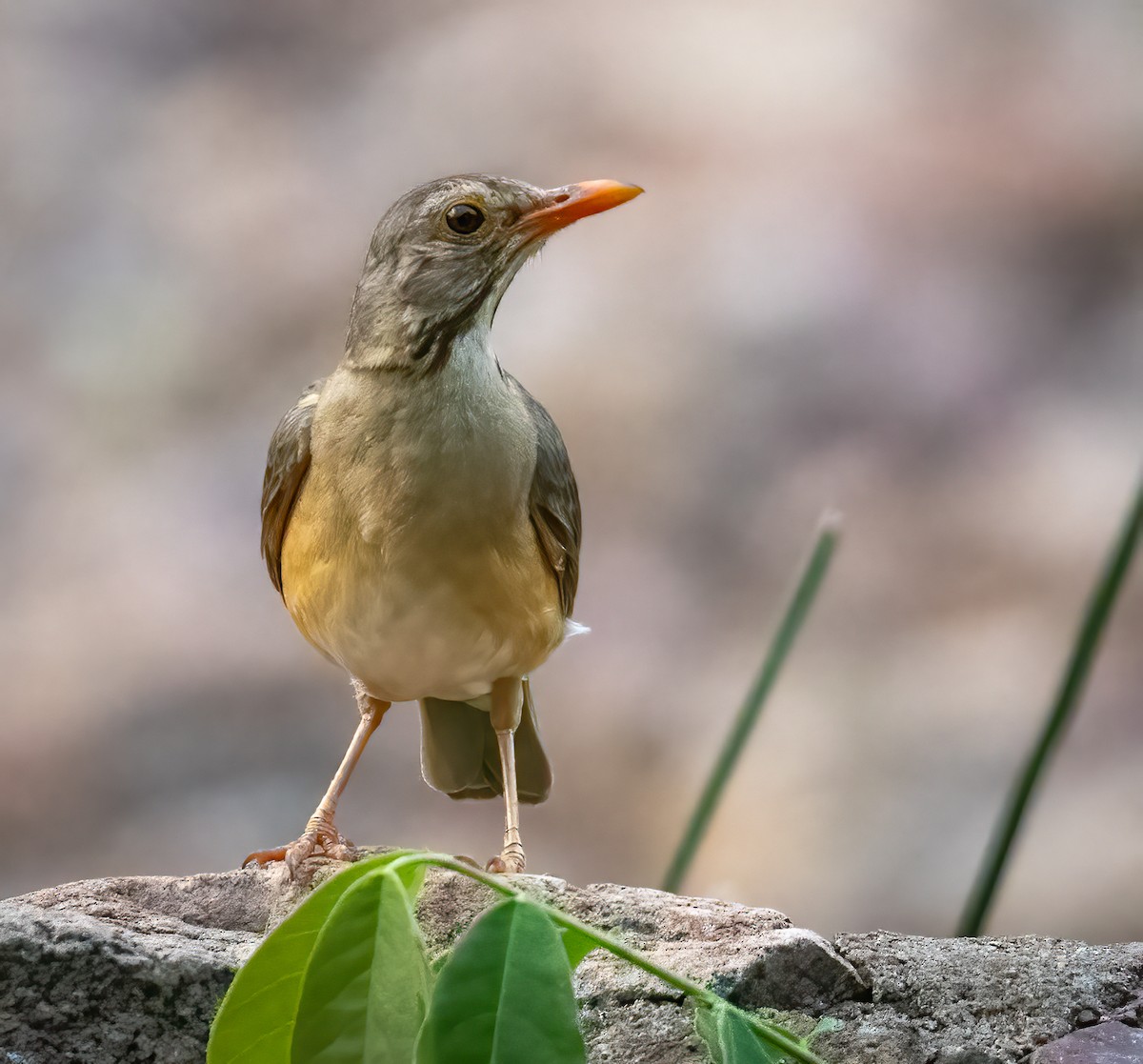 Kurrichane Thrush - ML646531921