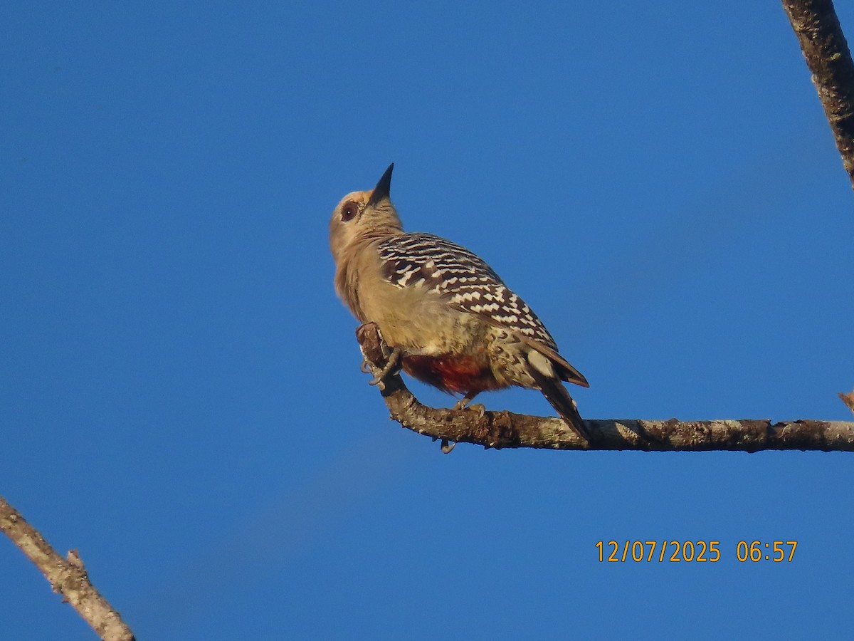 Red-crowned Woodpecker - ML646531922
