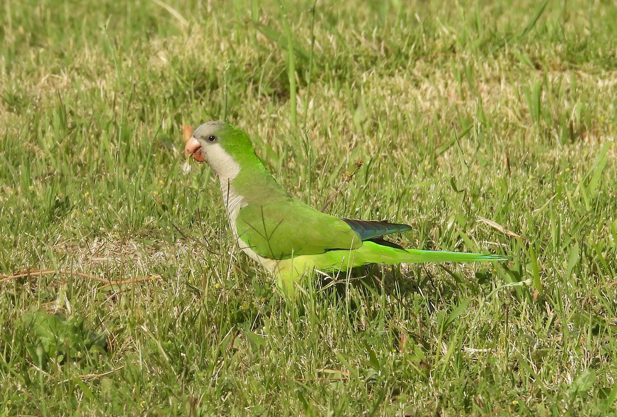 Калита сіроволий - ML646531925