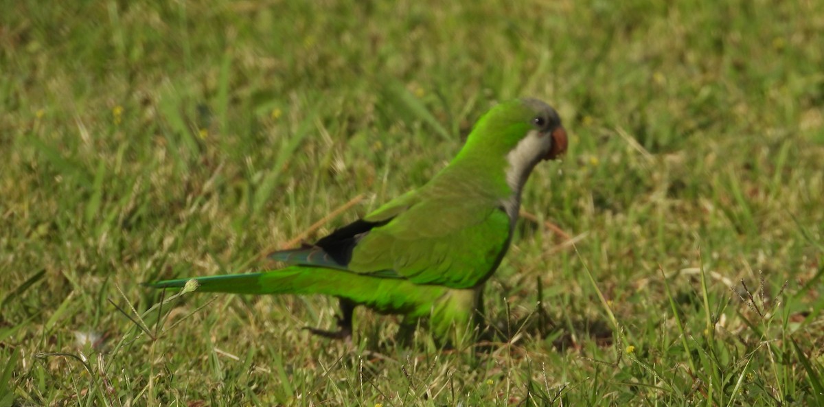 Калита сіроволий - ML646531926