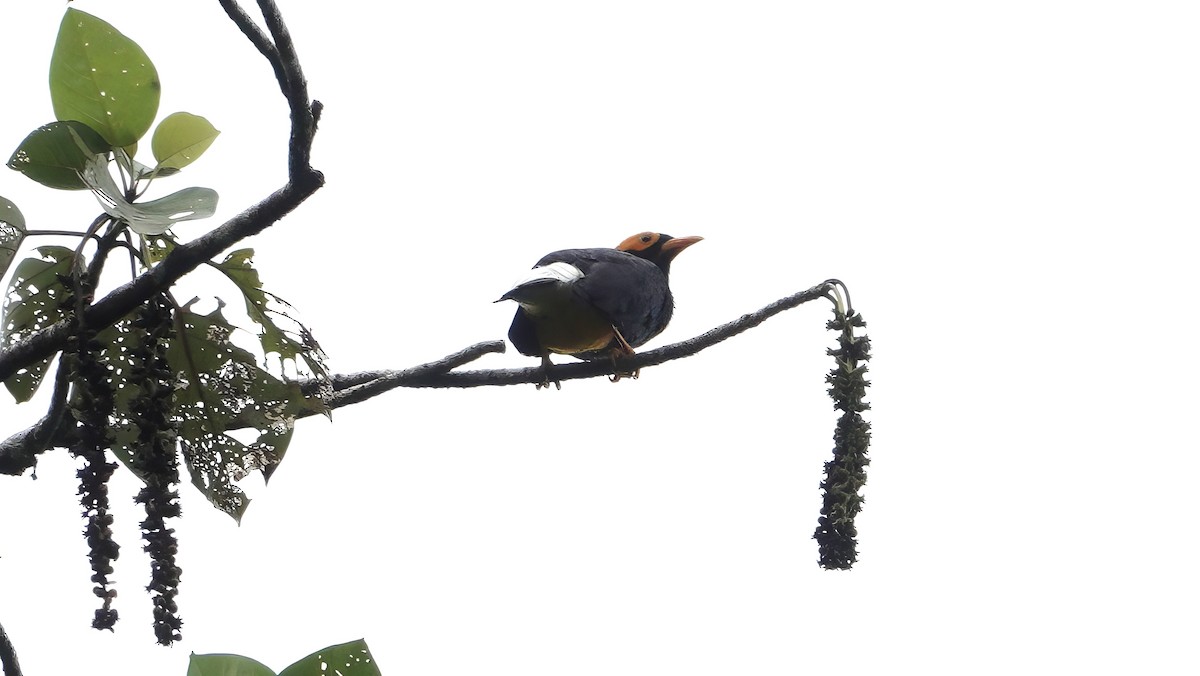 Papuaatzel - ML646531927