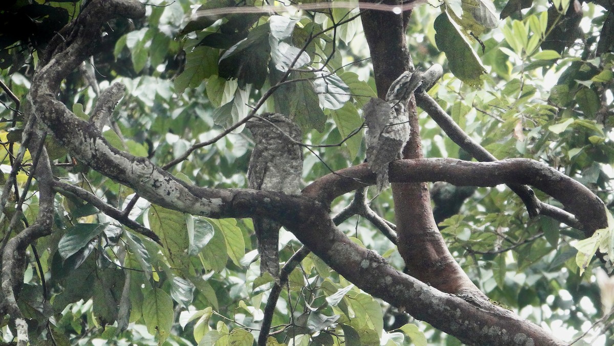 Papuan Frogmouth - ML646531931
