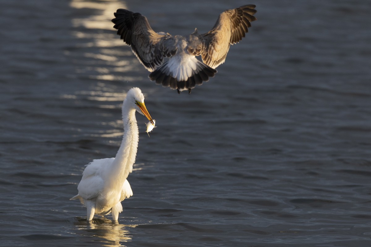 Airone bianco maggiore - ML646531935
