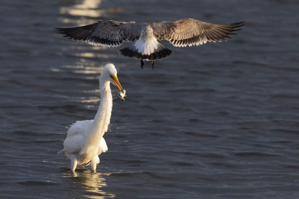 Airone bianco maggiore - ML646531936