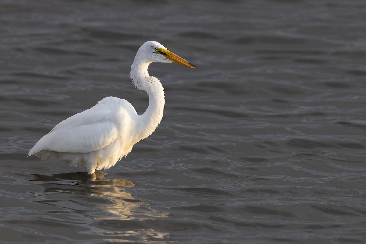 Airone bianco maggiore - ML646531941