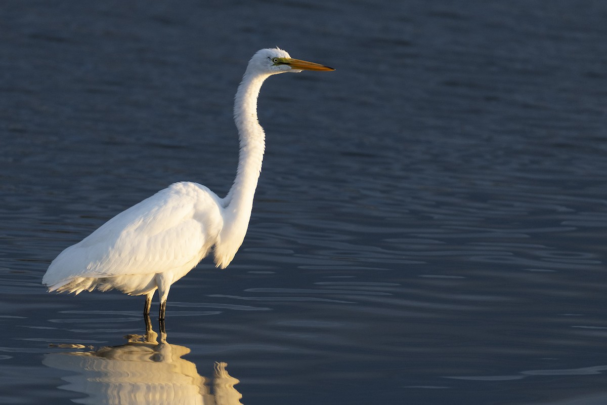 Airone bianco maggiore - ML646531943