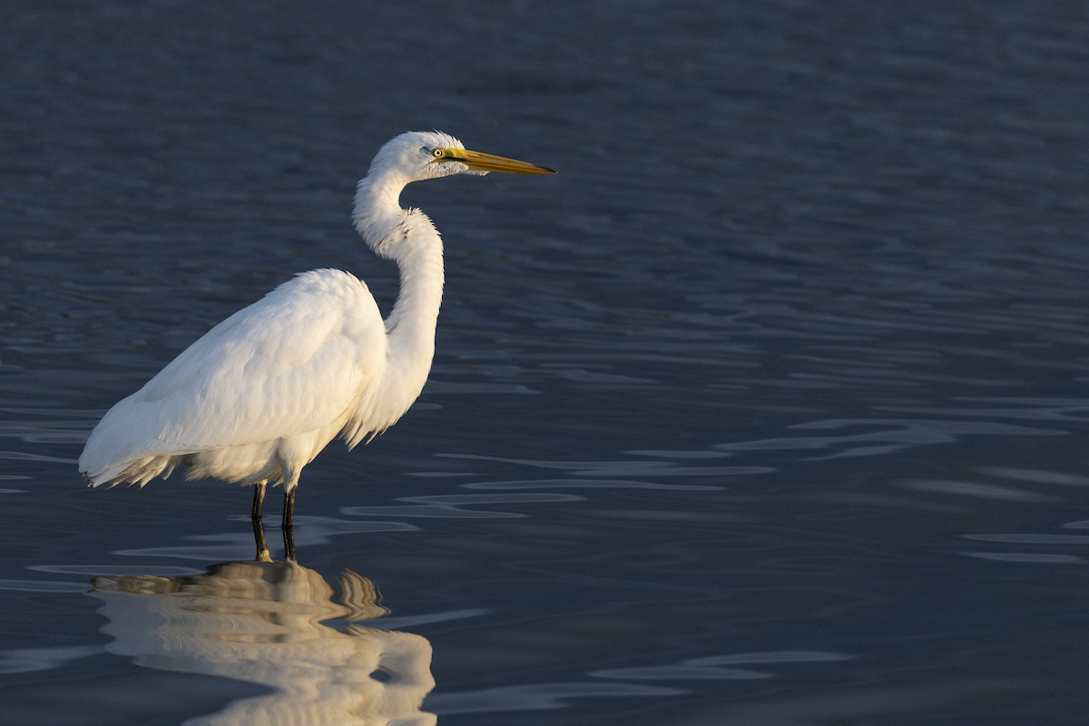 Airone bianco maggiore - ML646531944