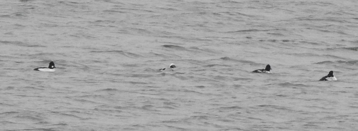 Long-tailed Duck - ML646531958