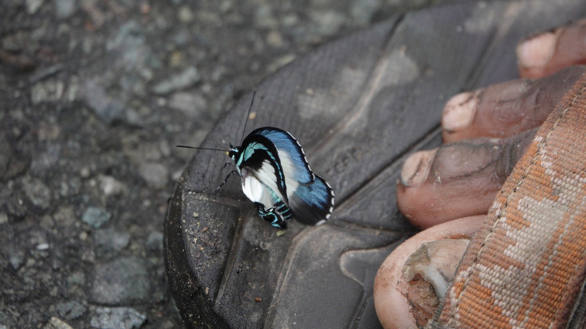 חרקים - ML646531961