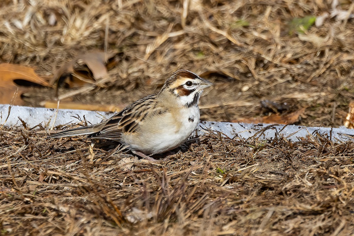 Lark Sparrow - ML646531965