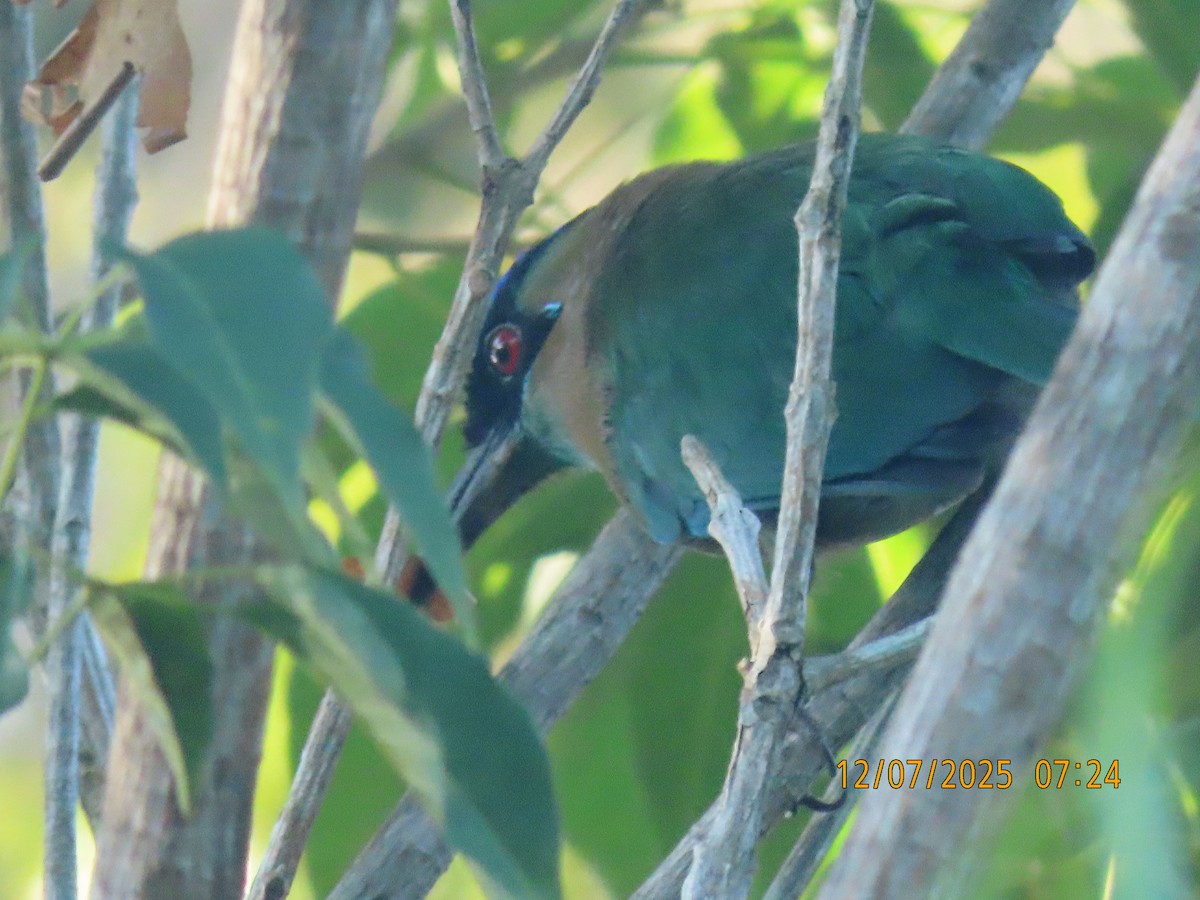Lesson's Motmot - ML646531967