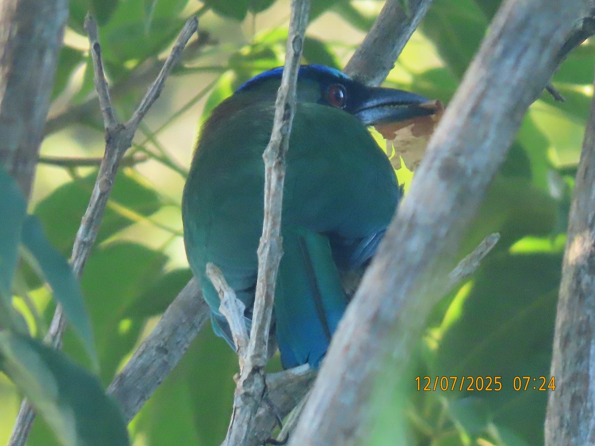 Lesson's Motmot - ML646531970