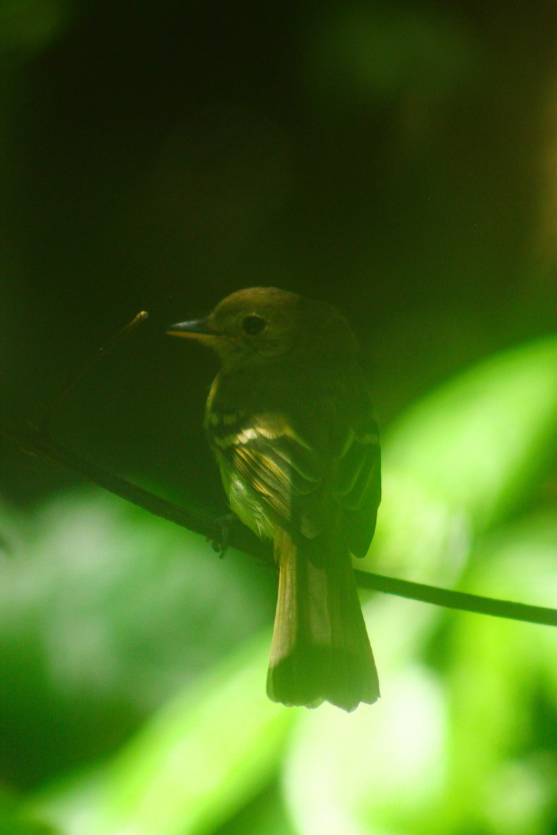 Euler's Flycatcher - ML646531972