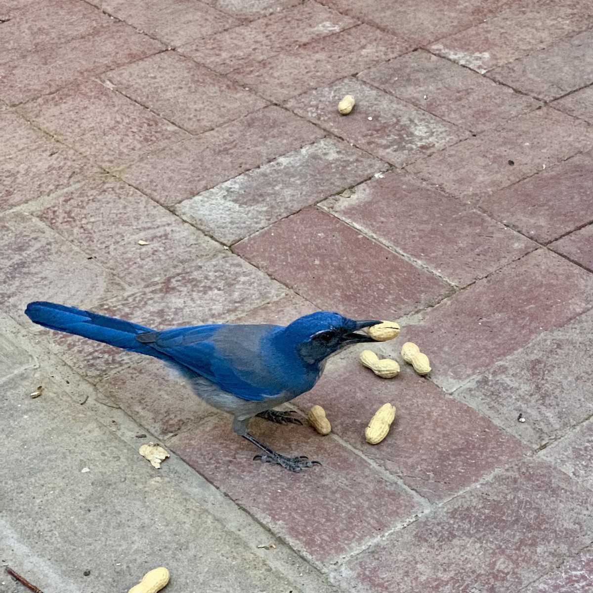 Woodhouse's Scrub-Jay - ML646531973