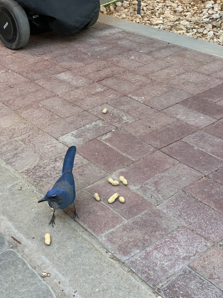 Woodhouse's Scrub-Jay - ML646531974