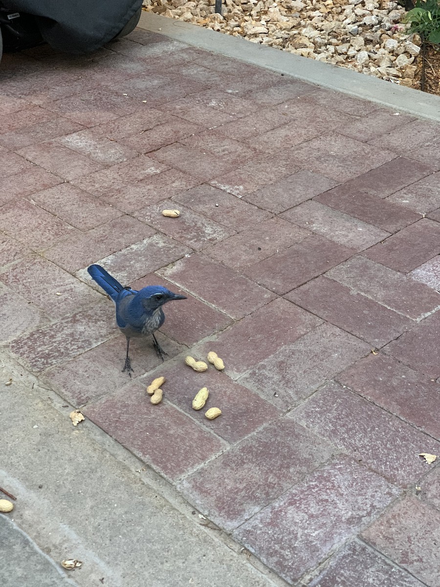 Woodhouse's Scrub-Jay - ML646531975
