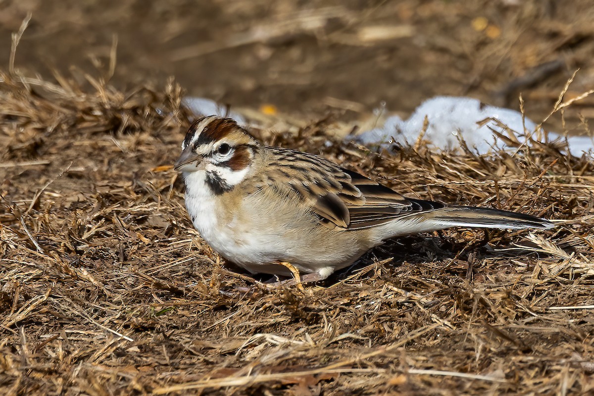 Lark Sparrow - ML646531977
