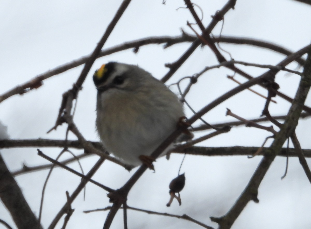 Golden-crowned Kinglet - ML646531981