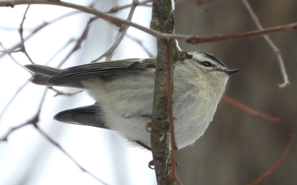 Golden-crowned Kinglet - ML646531982