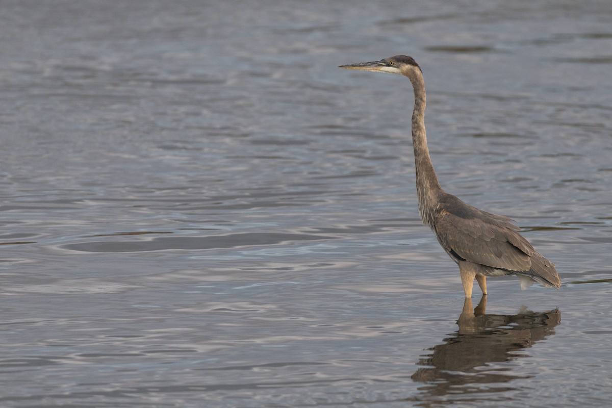 Great Blue Heron (Great Blue) - ML646532005