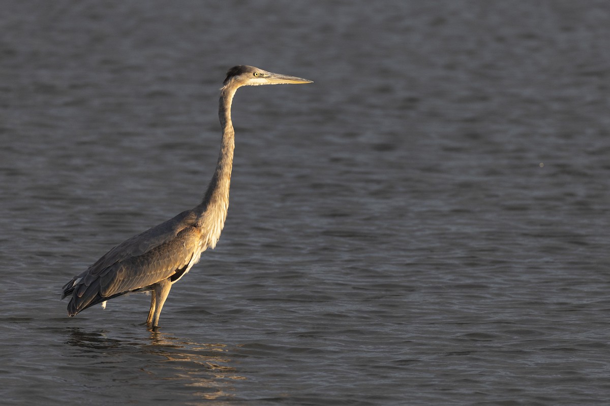 Great Blue Heron (Great Blue) - ML646532006
