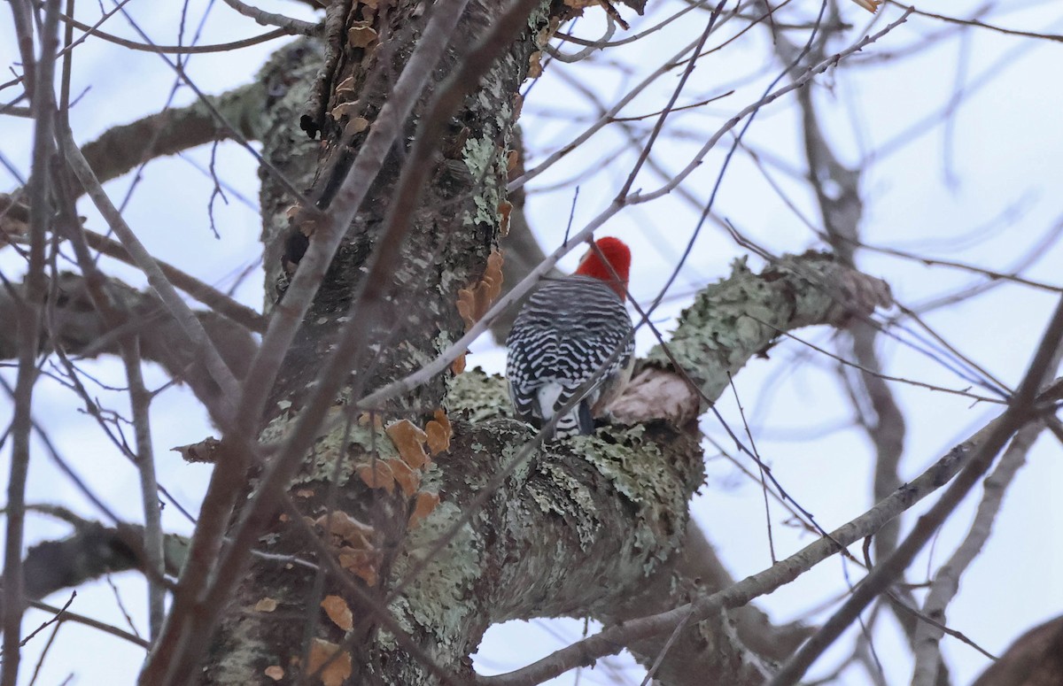 Pic à ventre roux - ML646532007