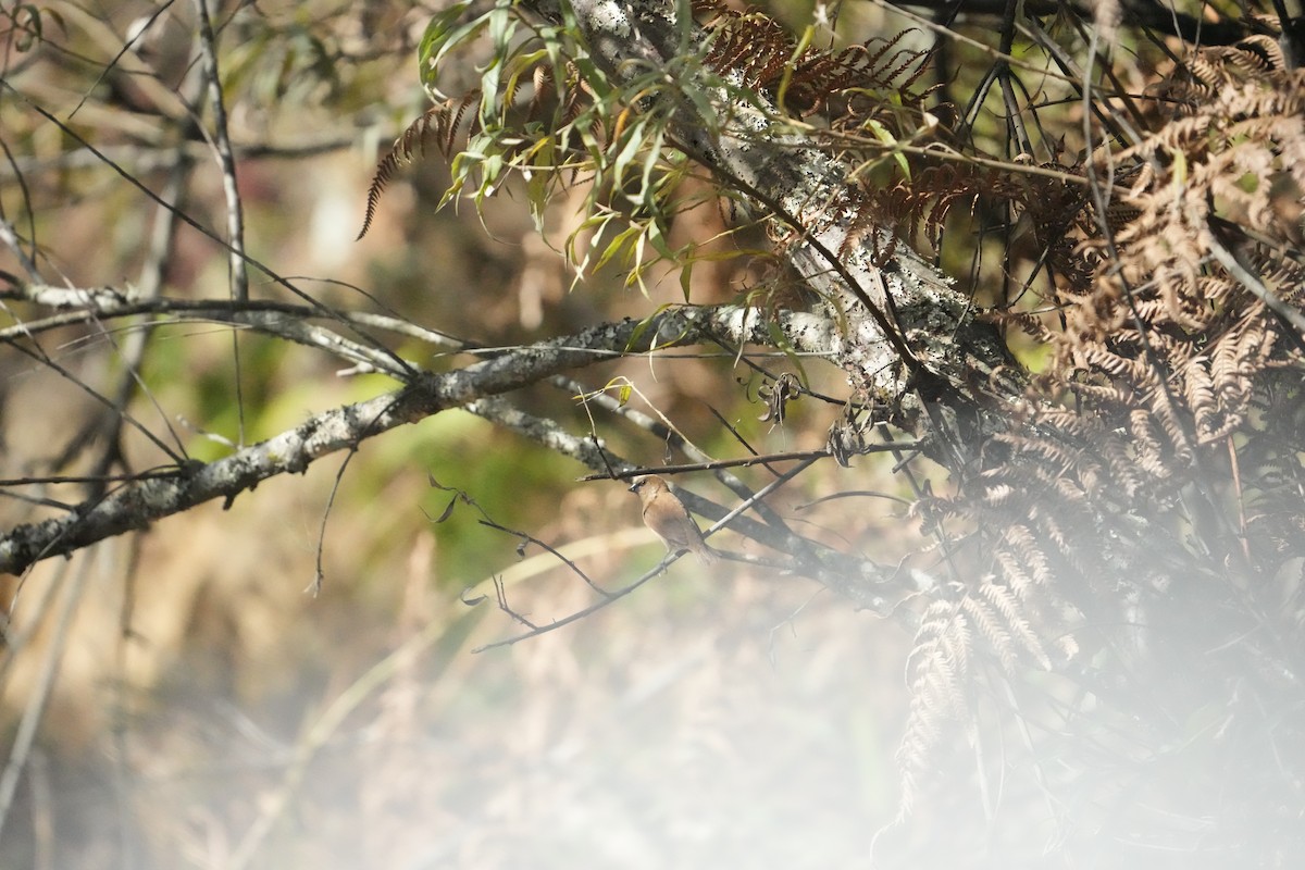 斑文鳥 - ML646532013