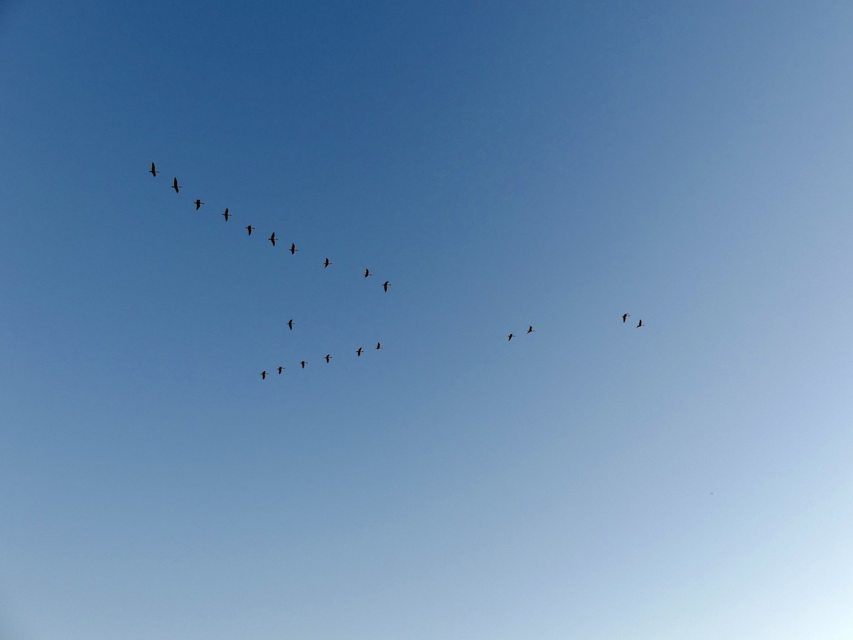 カナダガン - ML646532014