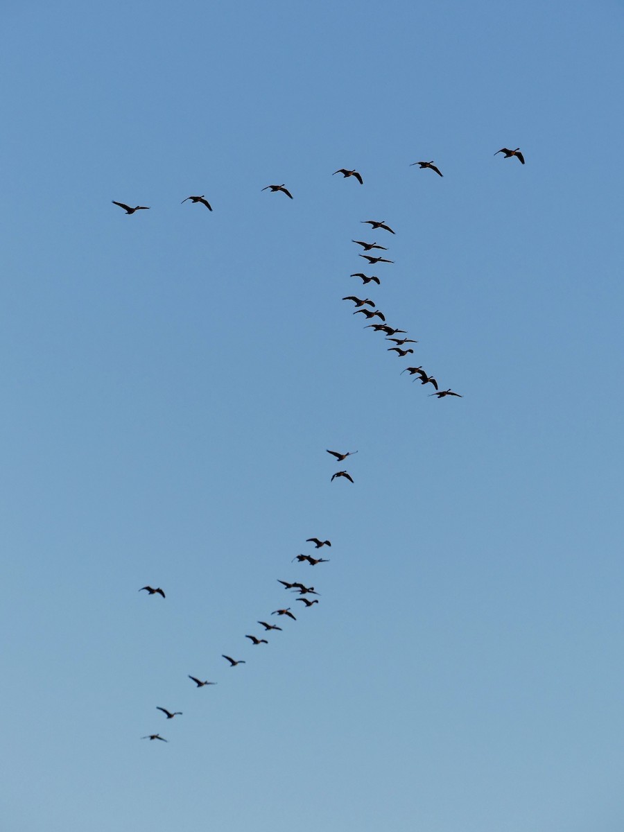 カナダガン - ML646532015