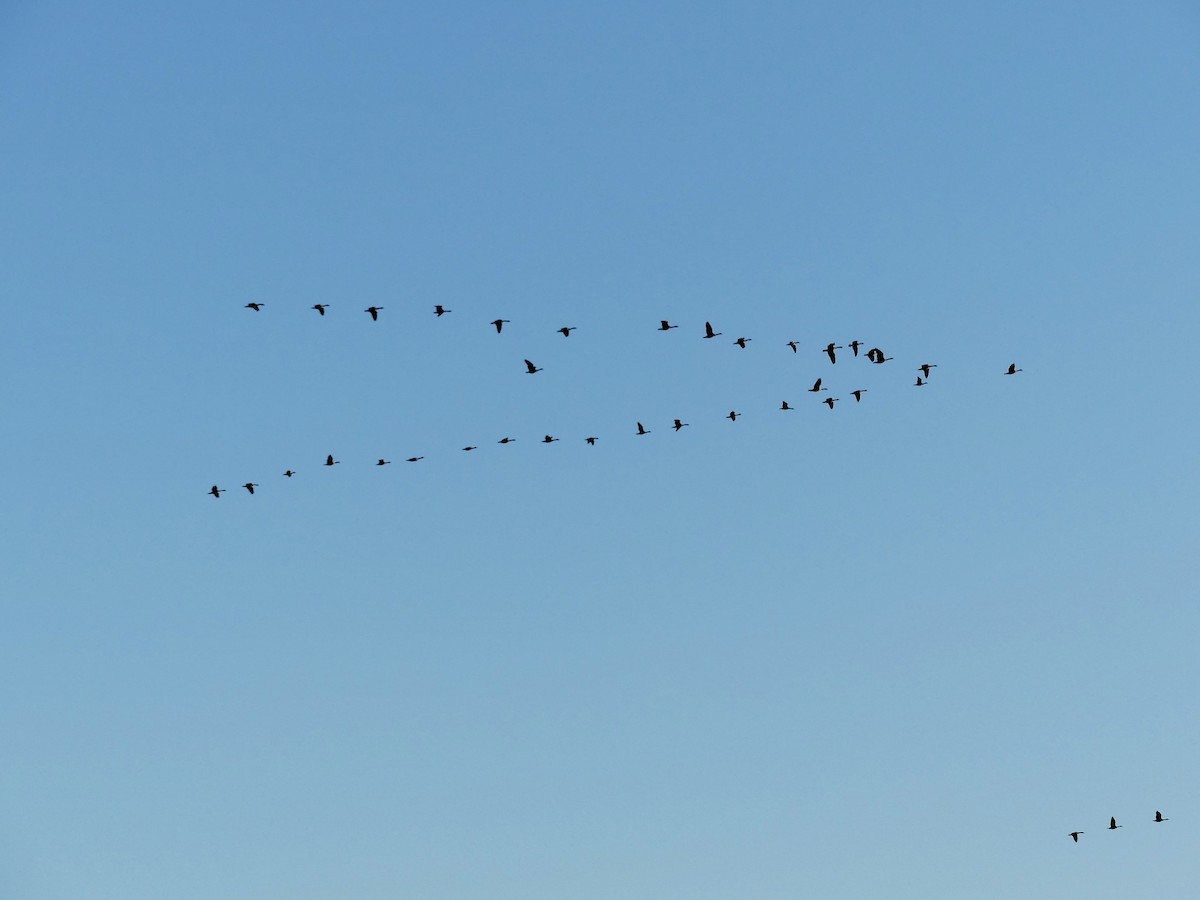 カナダガン - ML646532017