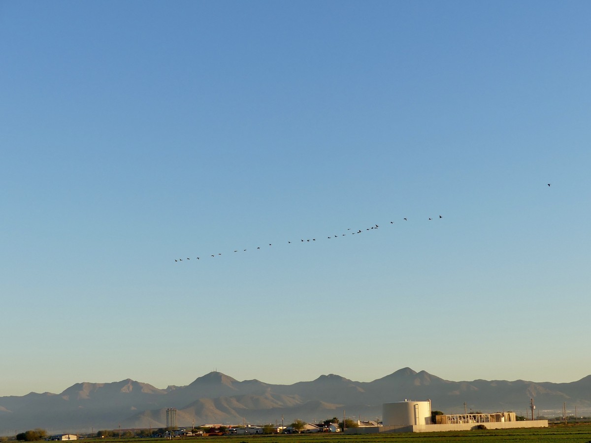 カナダガン - ML646532018