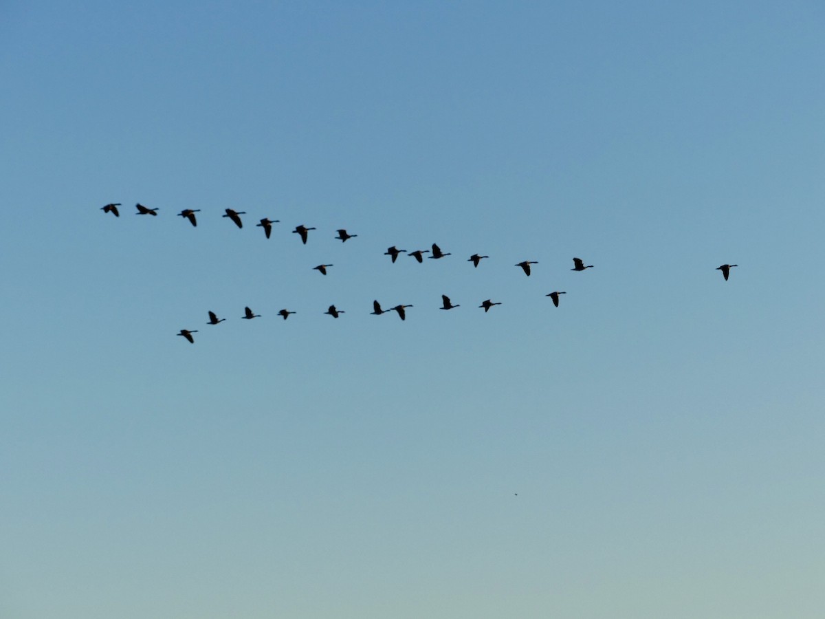 カナダガン - ML646532020